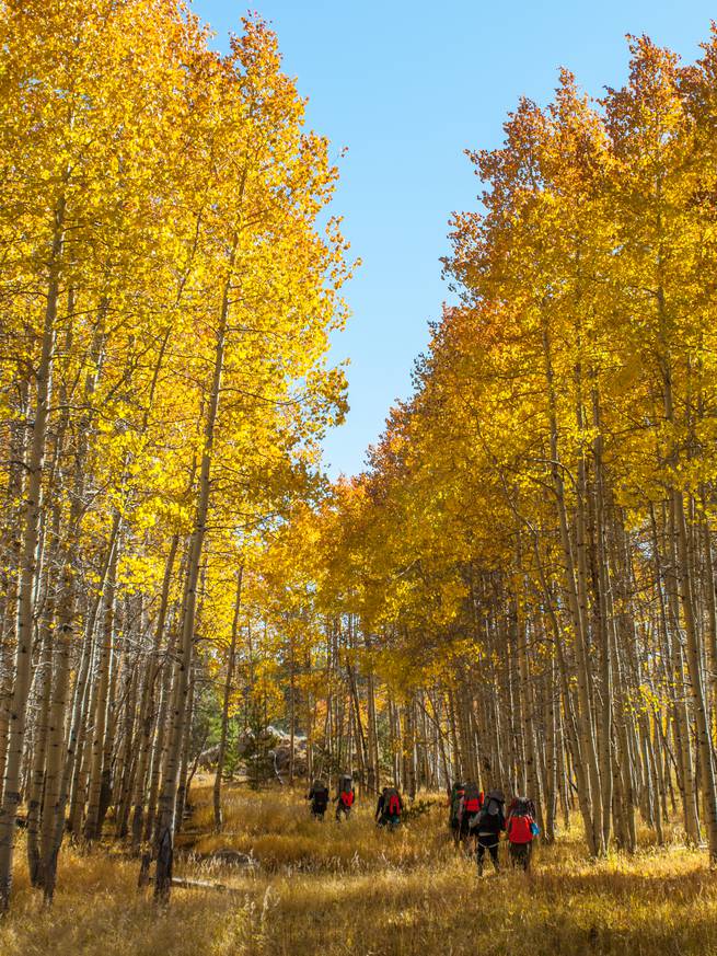 eric-page-rm-55.jpg__655x5000_q70_subject_location-1342,2736_subsampling-2 A student group backpacks under a golden canopy of aspen.