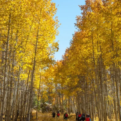 A student group backpacks under a golden canopy of aspen.