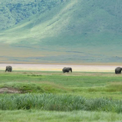 Four elephants on Tanzania's plains travel off towards the horizon.