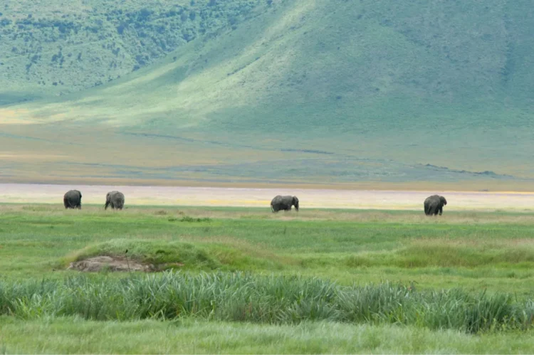 Four elephants on Tanzania's plains travel off towards the horizon.