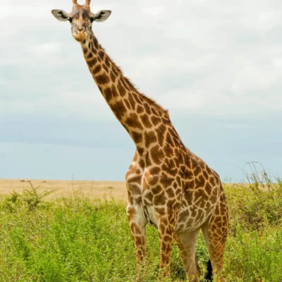 An inquisitive giraffe comes to investigate in Tanzania's Ngorongoro Conservation Area.