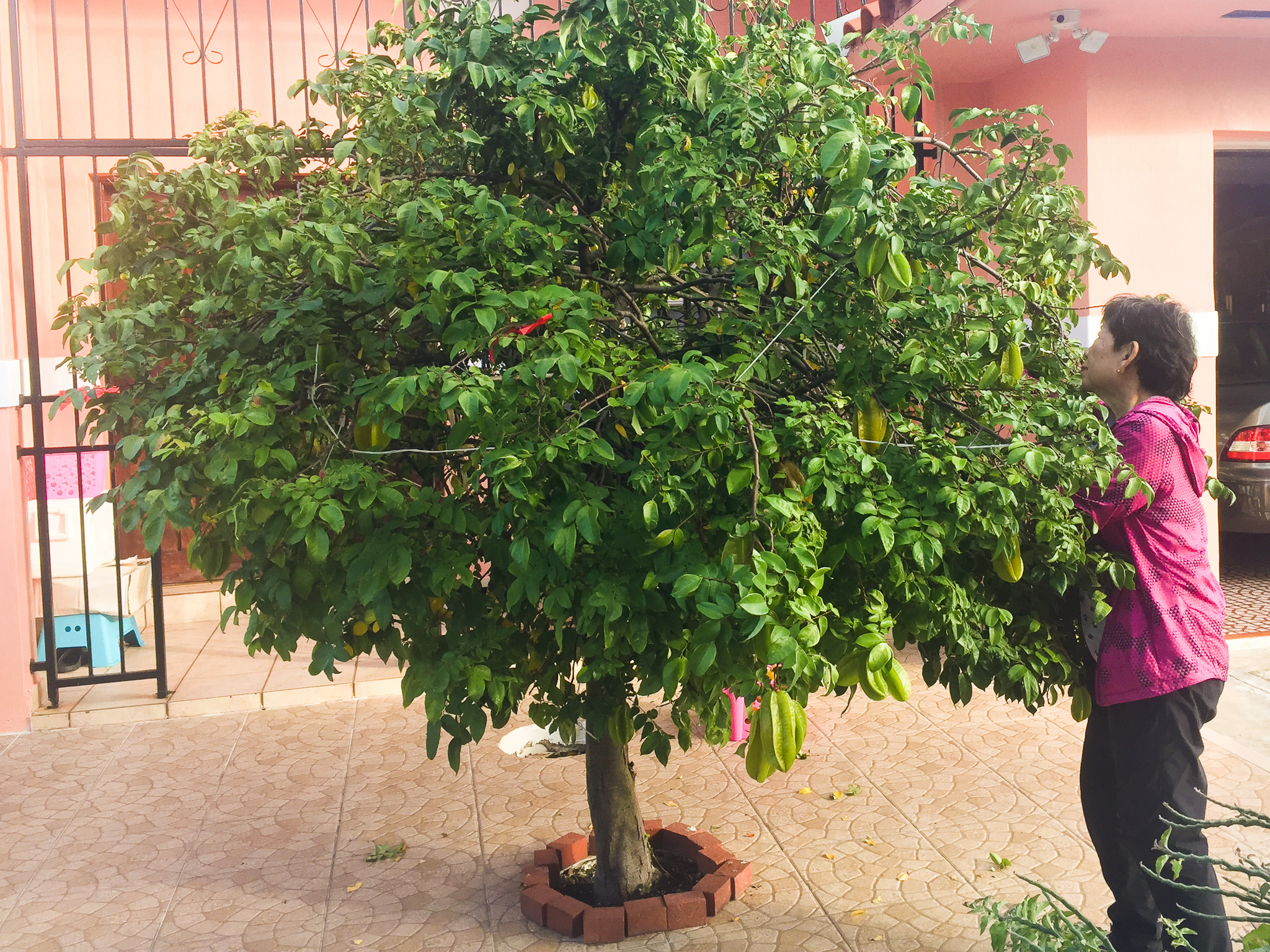 Kristen's mom picks fruit from a tree in their front yard.