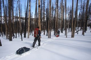 Traveling Through the Forest with Sleds, Spring Semester in the Rockies-1 (SSR-1)