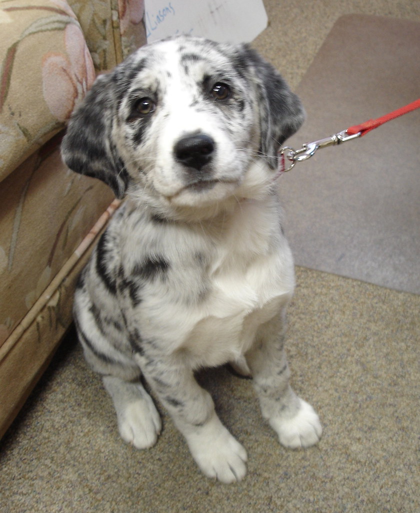 Bootstrap, aka "Boots", the new NOLS Rocky Mountain distraction