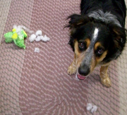 Shredding the 'chaun