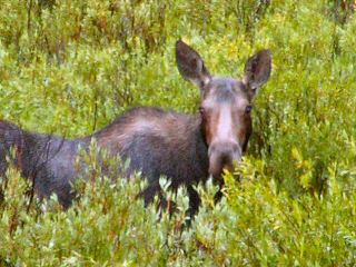 Wyoming Range Wildlife