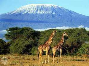 Kilimanjaro1233005352
