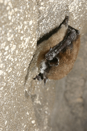 Little Brown Bat With WNS