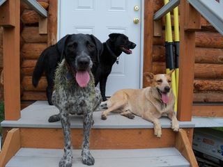 We Love Rolling In Cow Crap We Love Rolling In Cow Crap