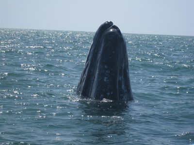 BAJA ALUMNI 2010 Whale Watching 096 BAJA ALUMNI 2010 Whale Watching 096