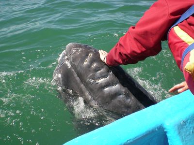 Lynn touching a whale Lynn touching a whale