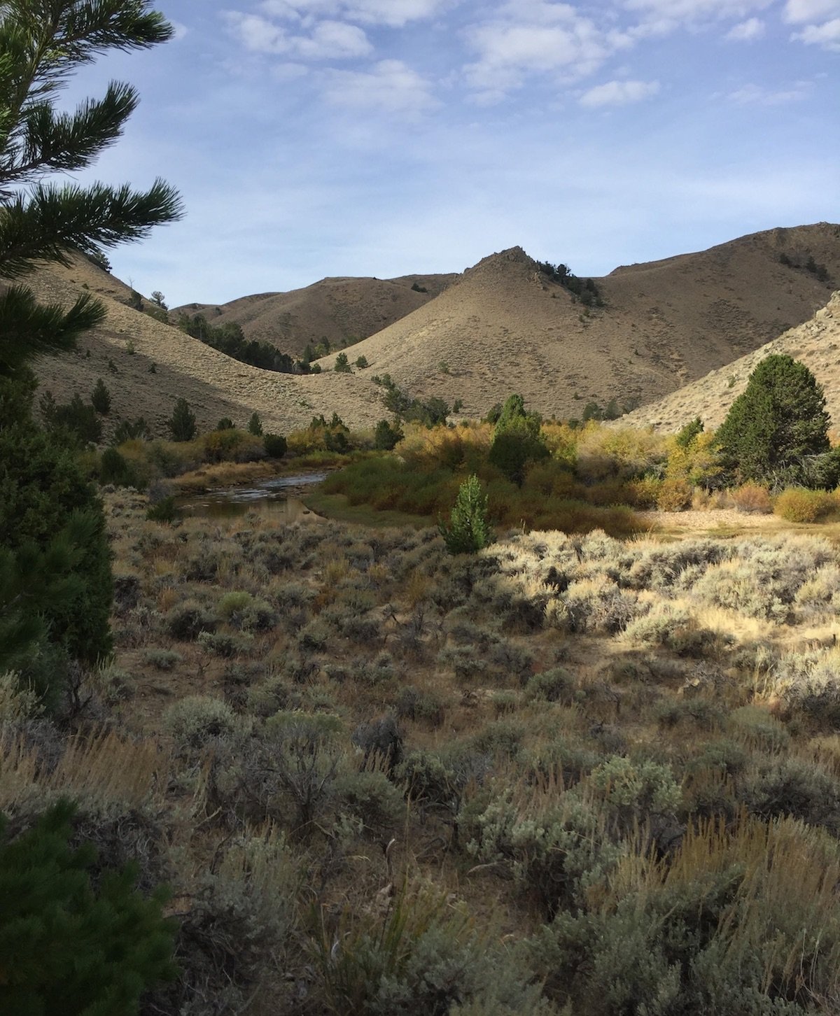 Sagebrush, hills, and trees in Wyoming's Red Desert