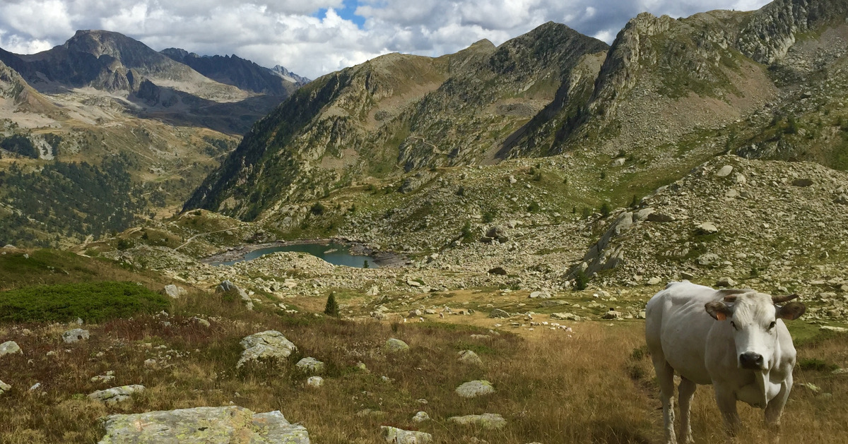 A Cow on the French-Italian Border