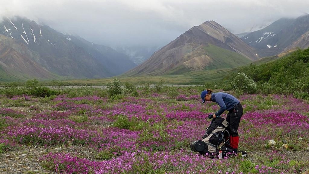 woman with her pack on the ground in a flowery purple and green alaska landscape, packing items into it.