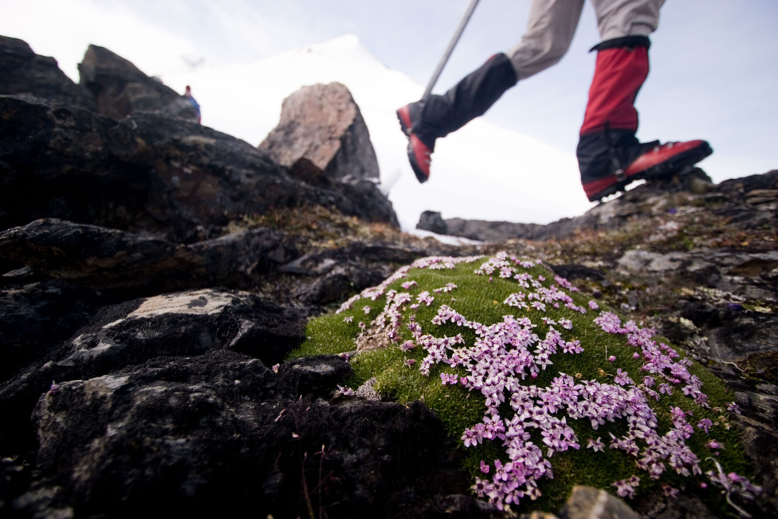 A close up of delicate alpine flowers with a hiker's feet and snowy mountain in the background.