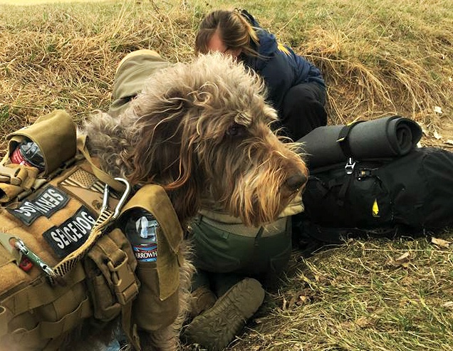 Maya the service dog