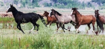 Wildhorse photo from BLM.gov
