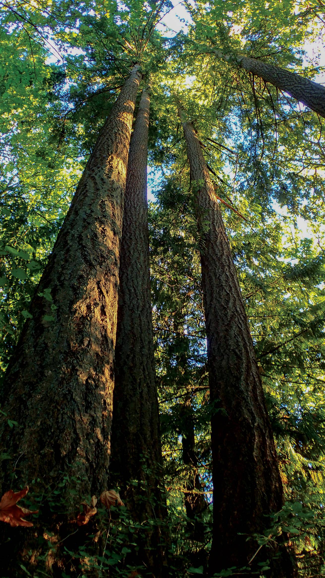 The trees in the Pacific Northwest grow to amazing heights.