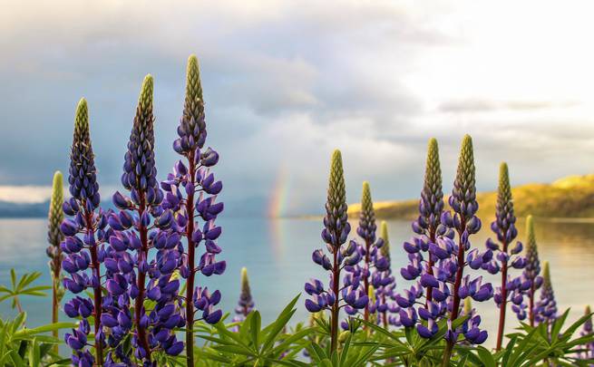 A student stops and takes in the flowers and rainbow in the Rocky Mountains.