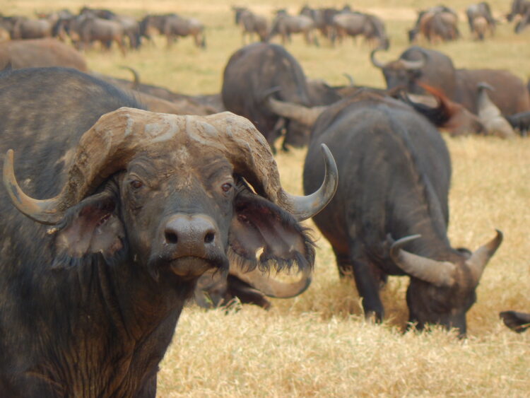 Photo Credit: KG Kagambi