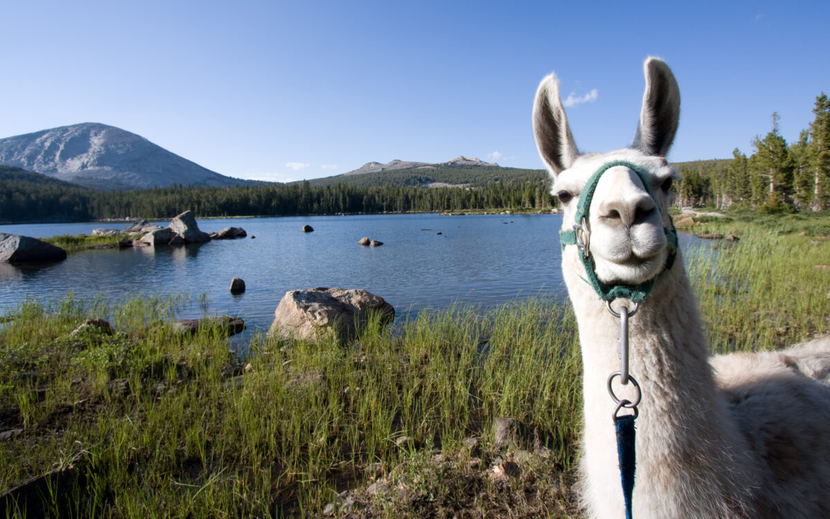 Cute llama wearing a light blue muzzle looks into the camera. Background: a lake with multiple large rocks in it sits beneath a blue sky; tall grasses are lakeside and mountains are in the distance.