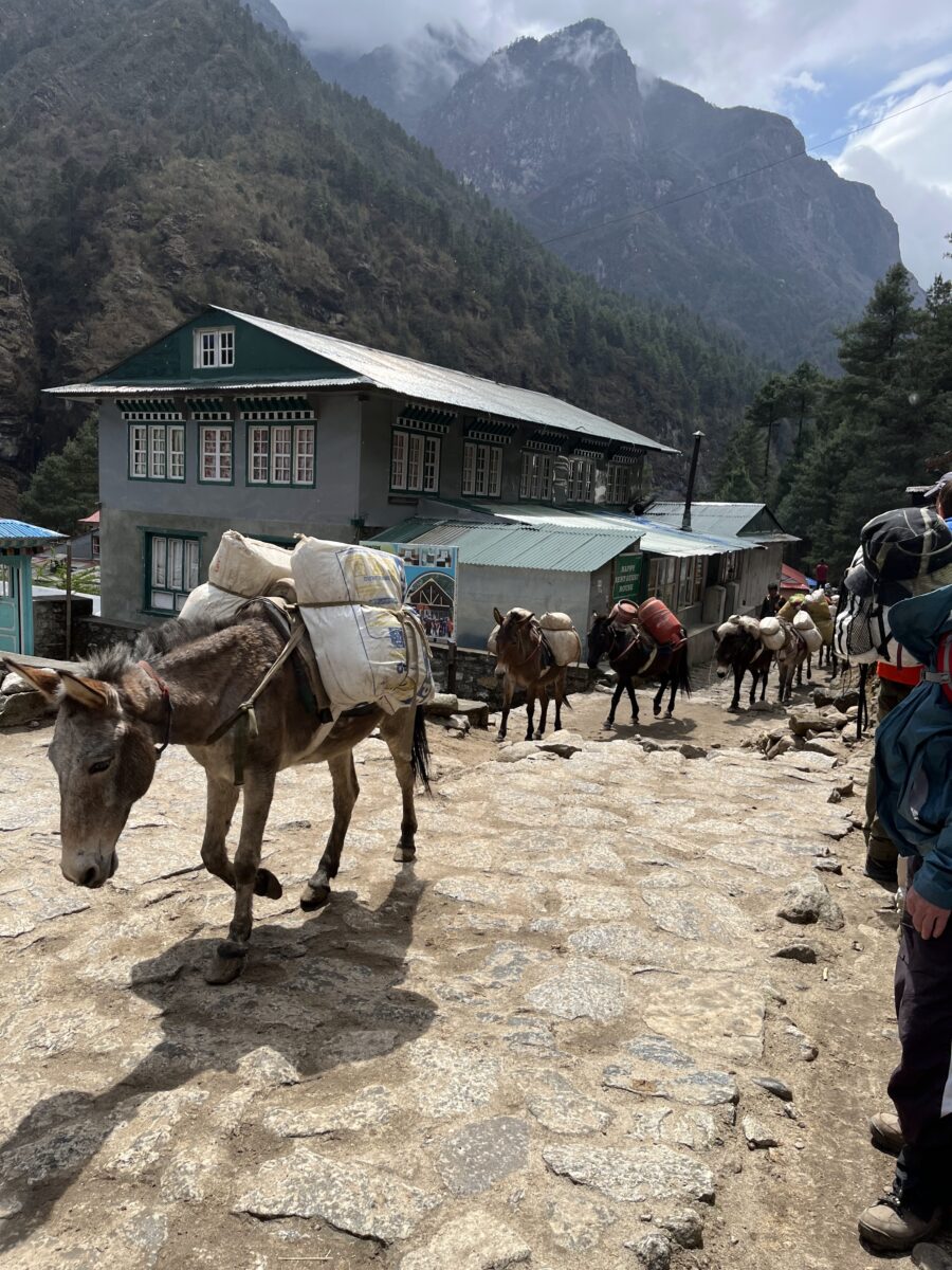 Heavily encumbered pack mules make their way through a small town on stone streets with the Himalayas standing tall in the background.