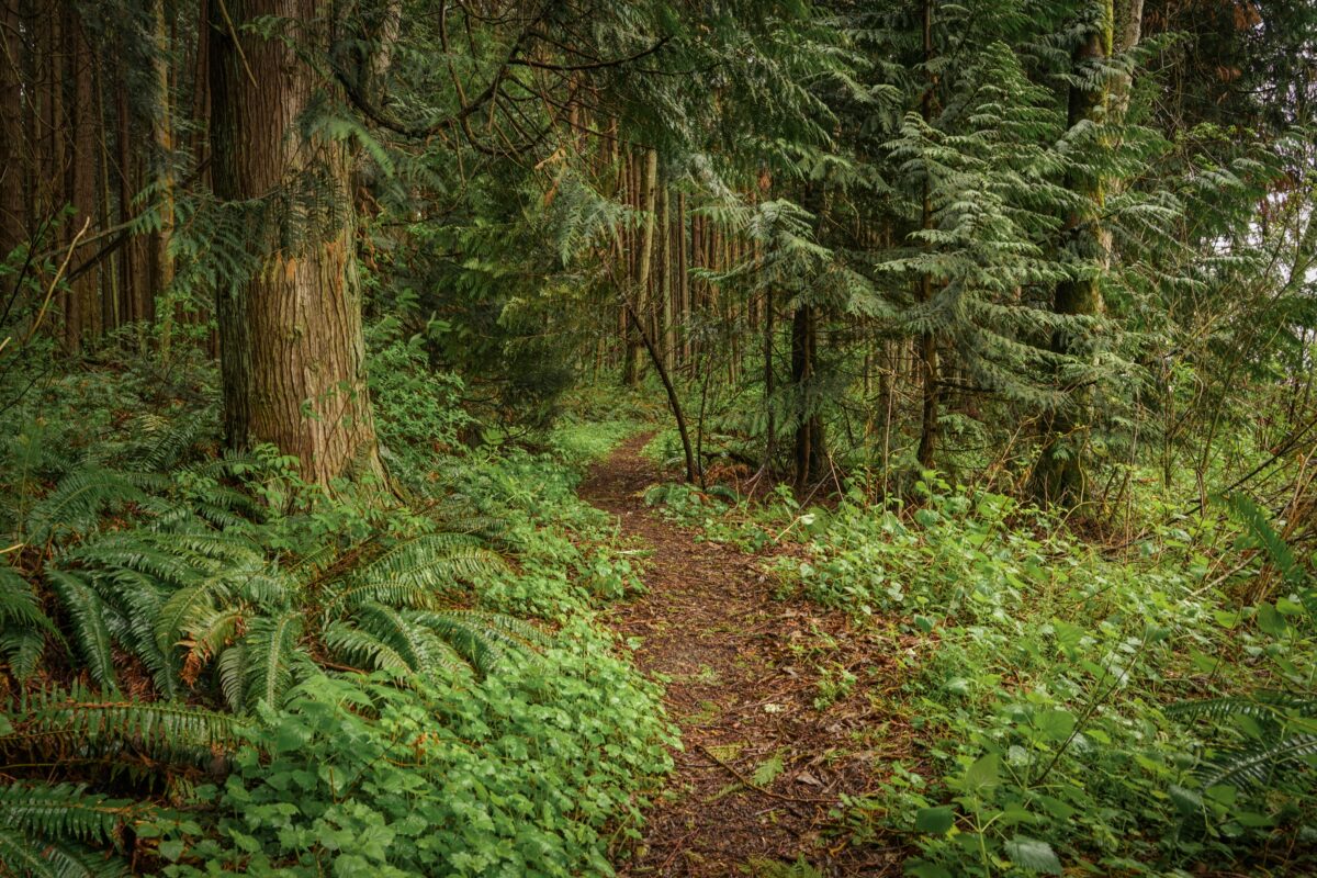 A path cuts through a lush forrest.