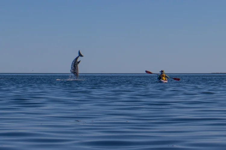 a dolphin jumps into the air and back into the water while a person in a kayak watches.
