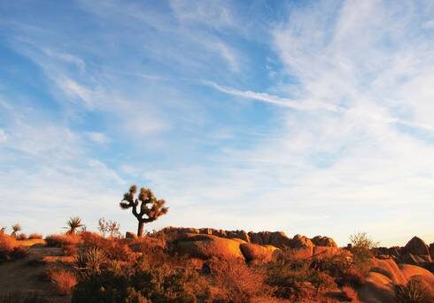 jtree_sunset_2_print