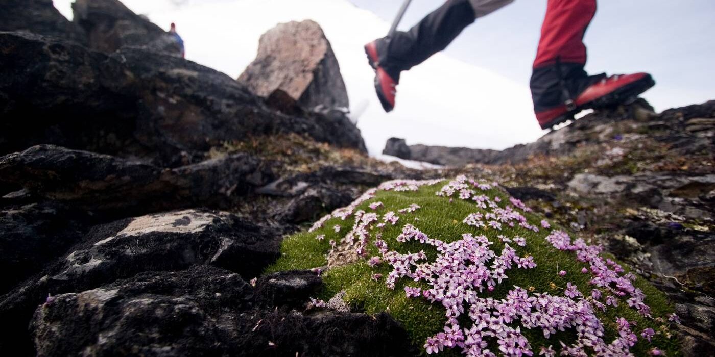 A close up of delicate alpine flowers with a hiker's feet and snowy mountain in the background.